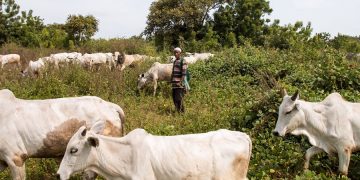 Akwa Ibom Inaugurates Committee to Implement Open Grazing Law
