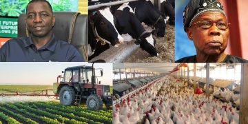 Wealthy Farmers in Nigeria