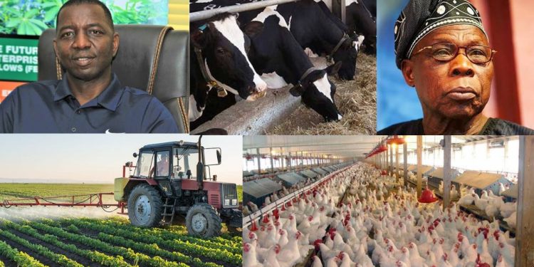 Wealthy Farmers in Nigeria